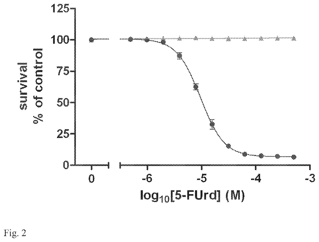 Assay for inhibitors of equilibrative or concentrative nucleoside transporters