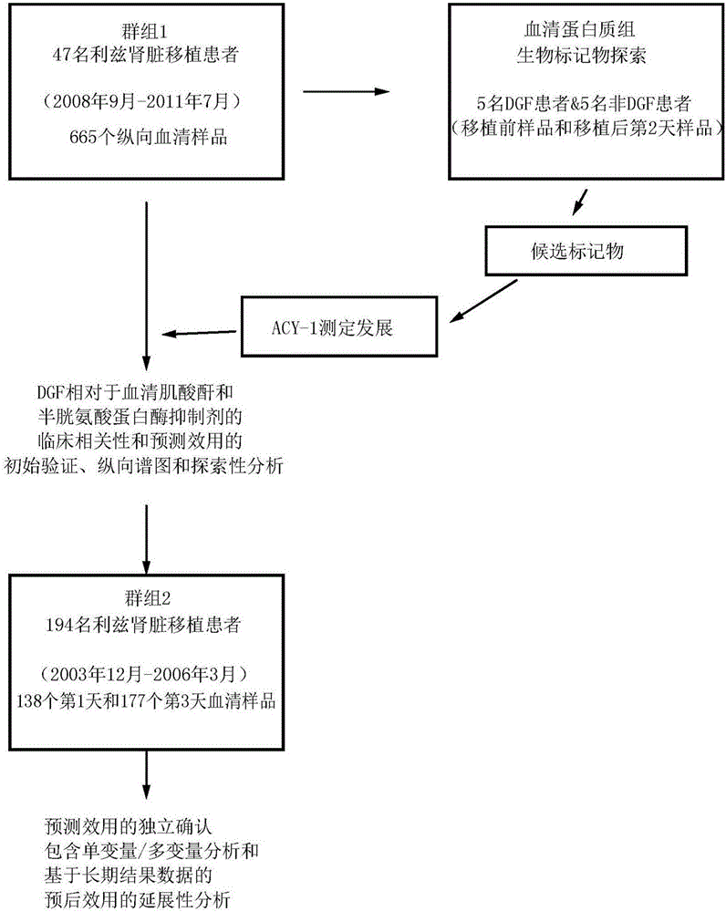 Use of ACY-1 as a marker of ischaemia/reperfusion, delayed graft function and graft viability as well as method thereof