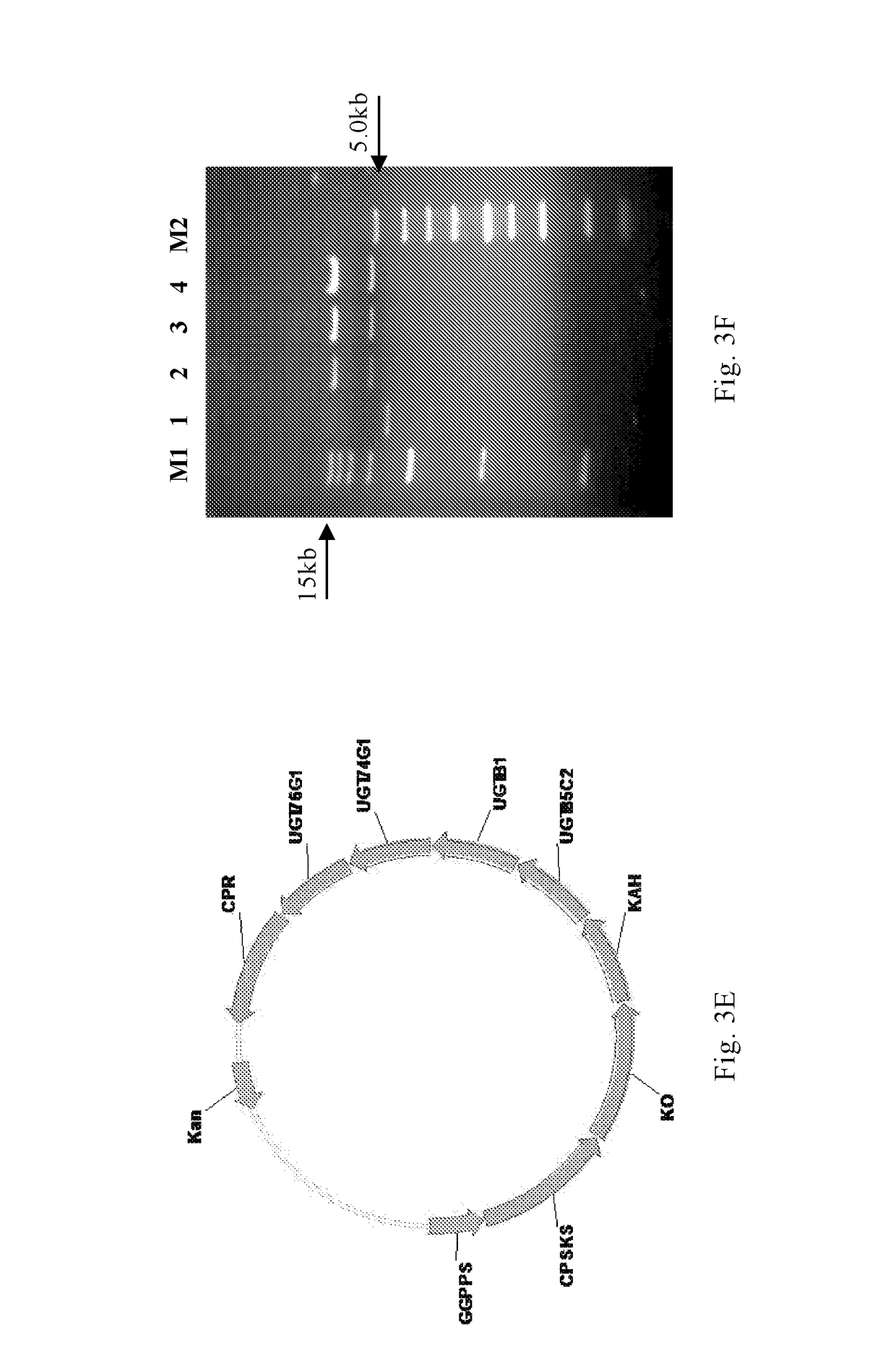 Method for producing stevioside compounds by microorganism