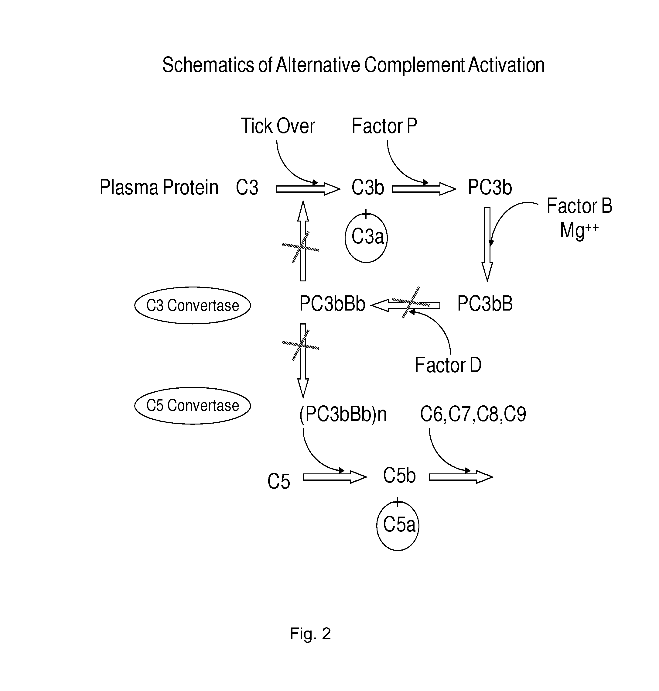 Method of inhibiting complement activation with factor Bb specific antibodies