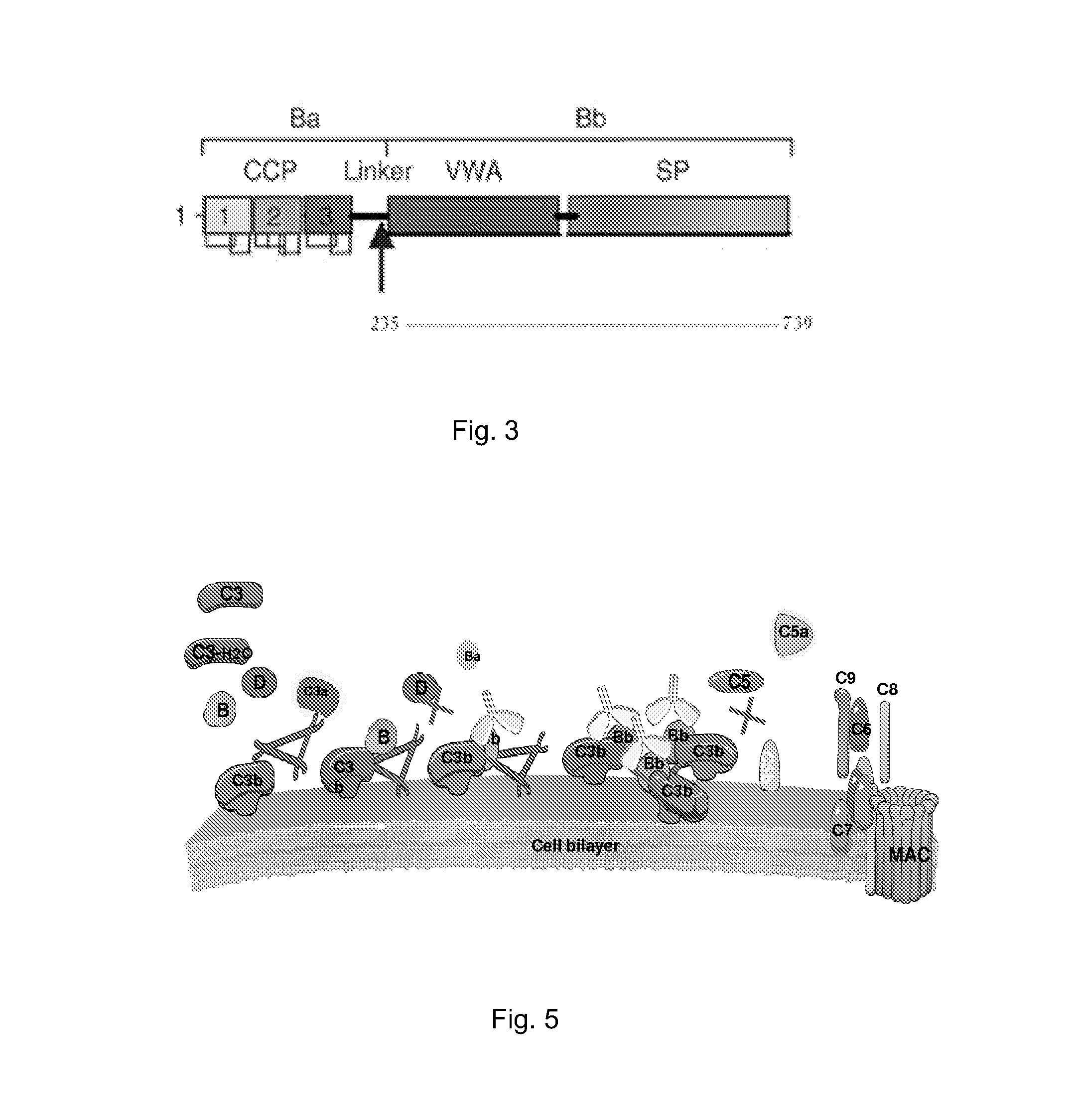 Method of inhibiting complement activation with factor Bb specific antibodies