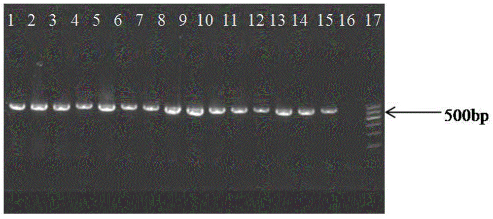 Method for detecting lactobacillus casei strain and kit and primer pair used by method