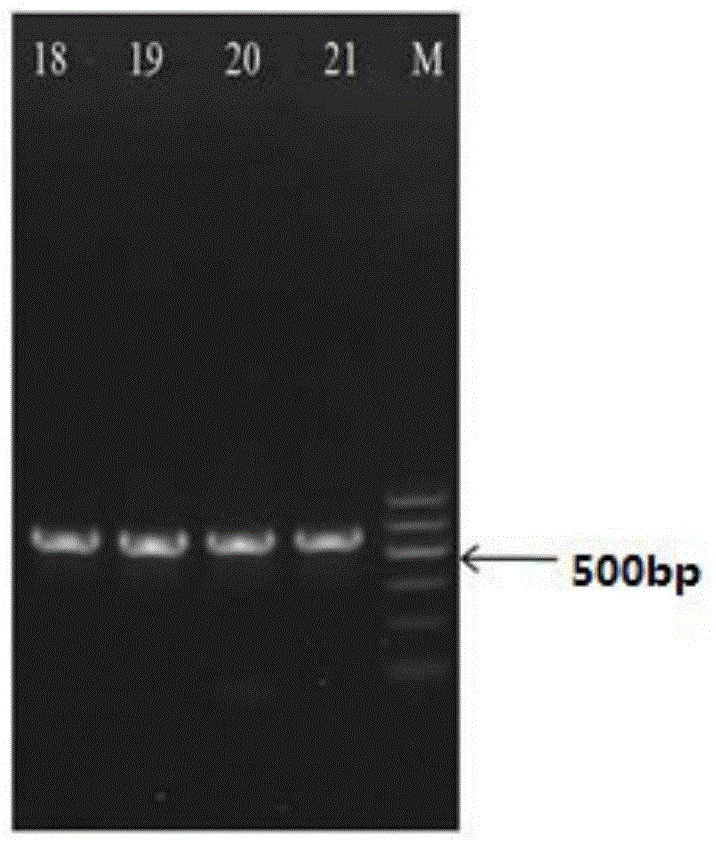 Method for detecting lactobacillus casei strain and kit and primer pair used by method