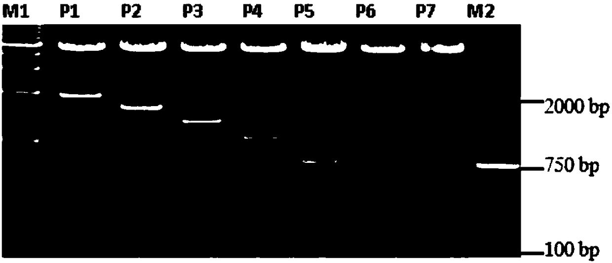 Identification method of regulatory element for regulating transcriptional activity of FATP1 gene promoter