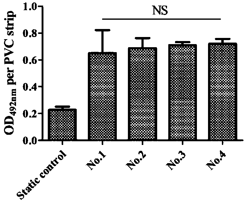 Preparation method of fungal Candida biofilm flow model