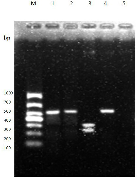 pcr-rflp primers and methods for identifying mycoplasma goat subspecies and other members of the mycoplasma cluster