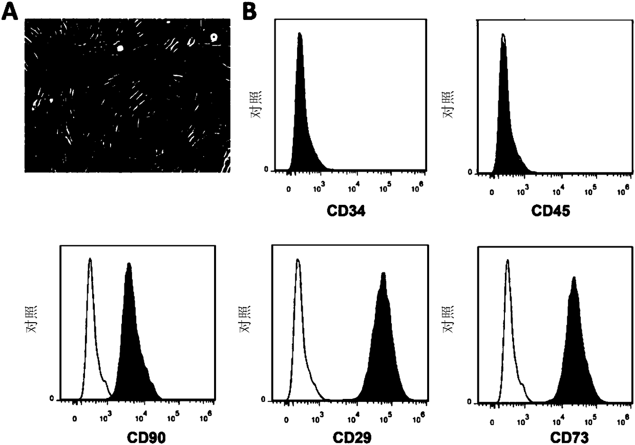 Composite mesenchymal stem cell functional collagen scaffold and applications thereof