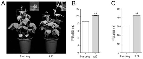 Application of GmLCL3 gene in regulating photoperiod and flowering time of soybeans and increasing yield of soybeans