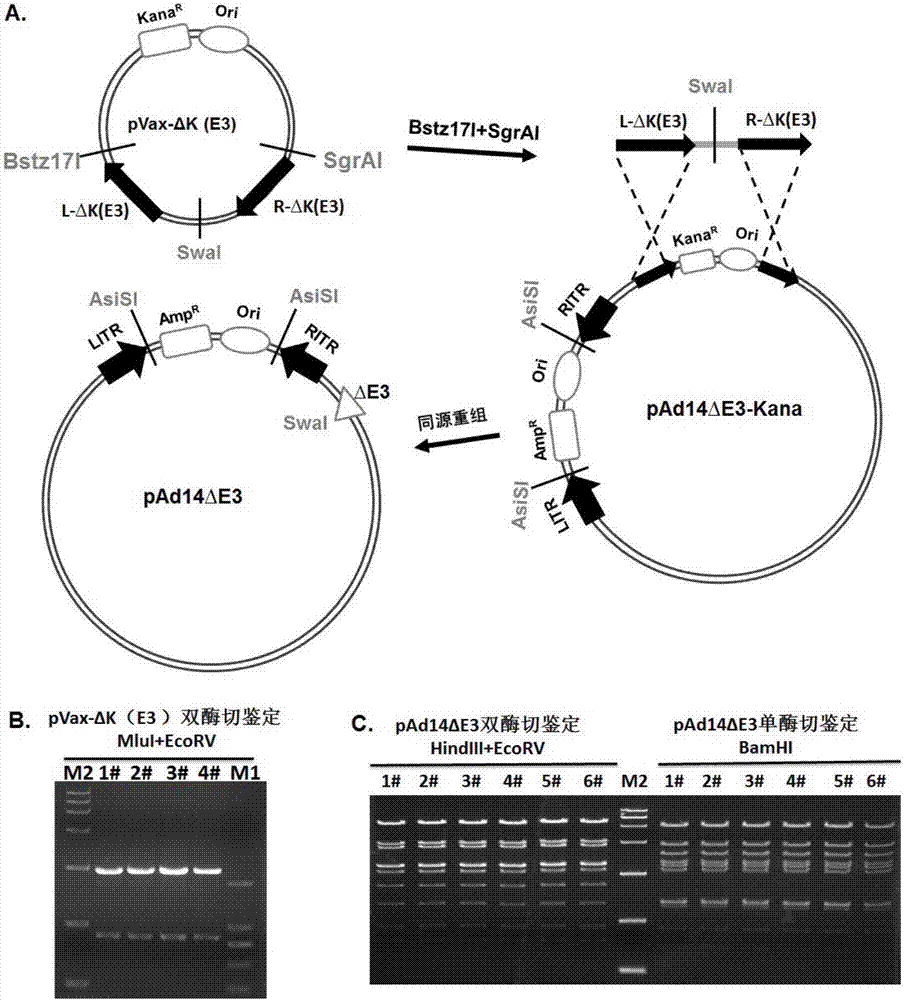 Replication-defective human 14-type adenovirus vector, and preparation method and applications thereof