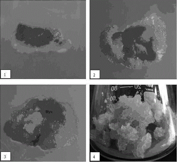 Induced proliferation method for glehnia littoralis hairy roots