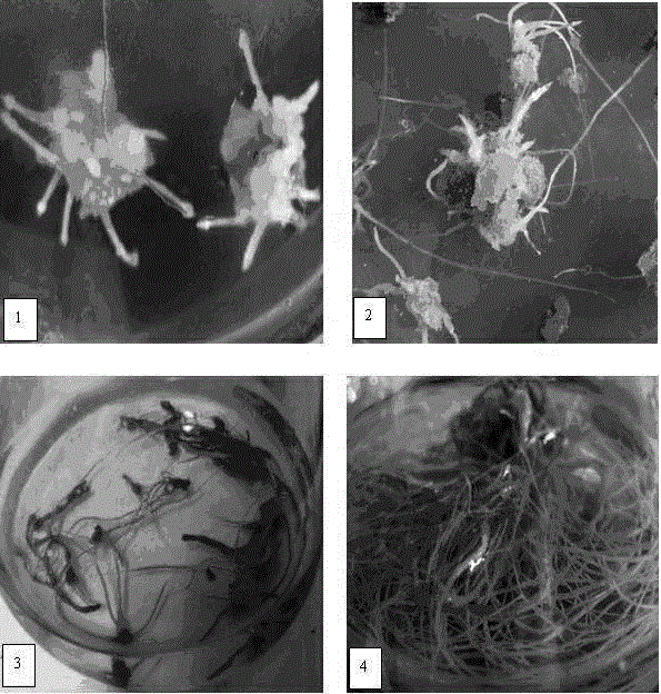 Induced proliferation method for glehnia littoralis hairy roots