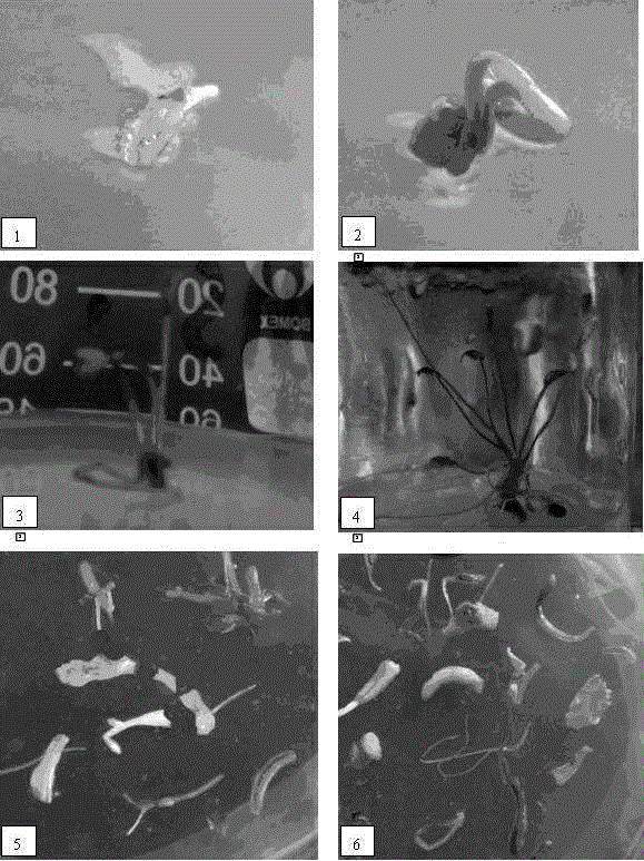 Induced proliferation method for glehnia littoralis hairy roots