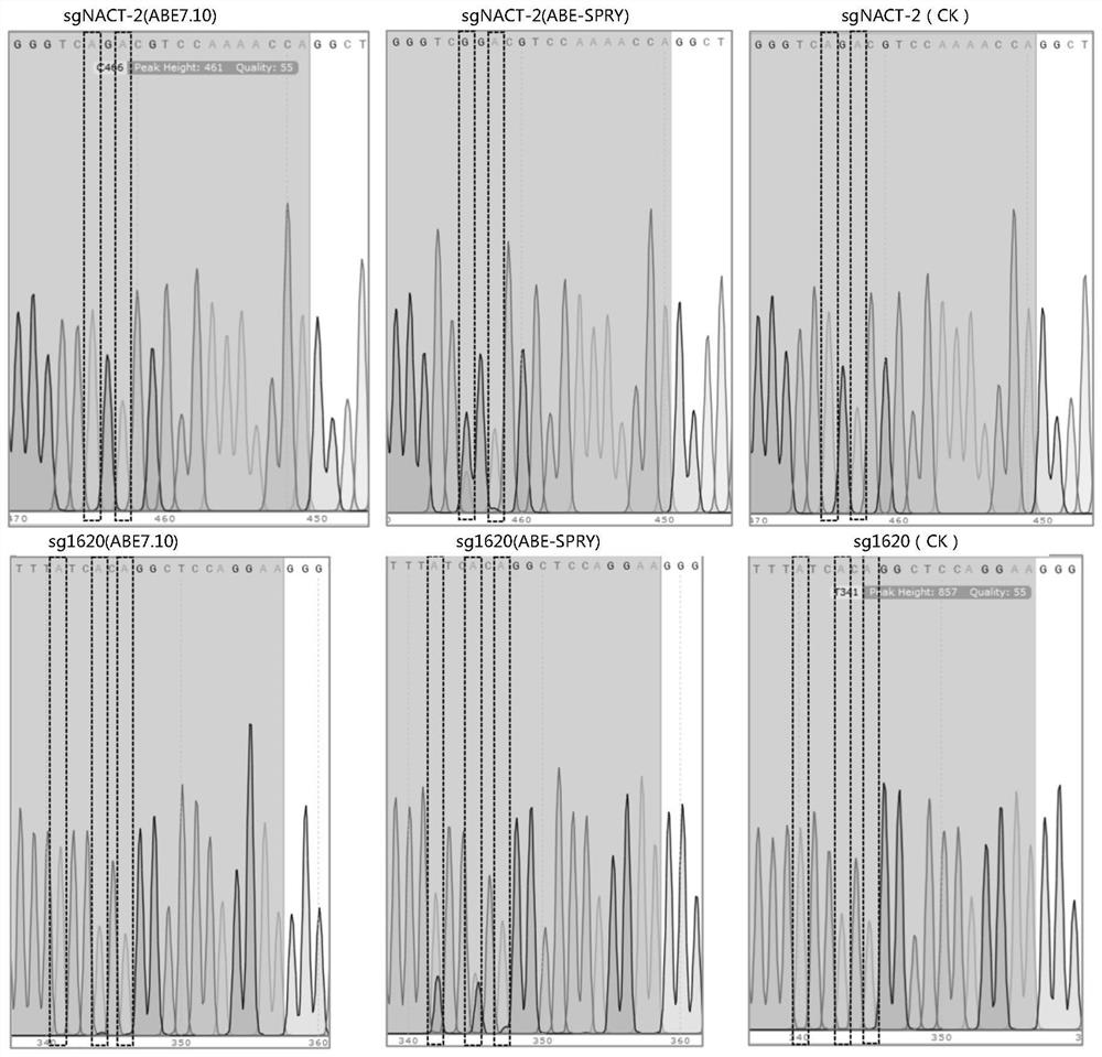 Adenine single-base editing product without PAM limitation, method and application