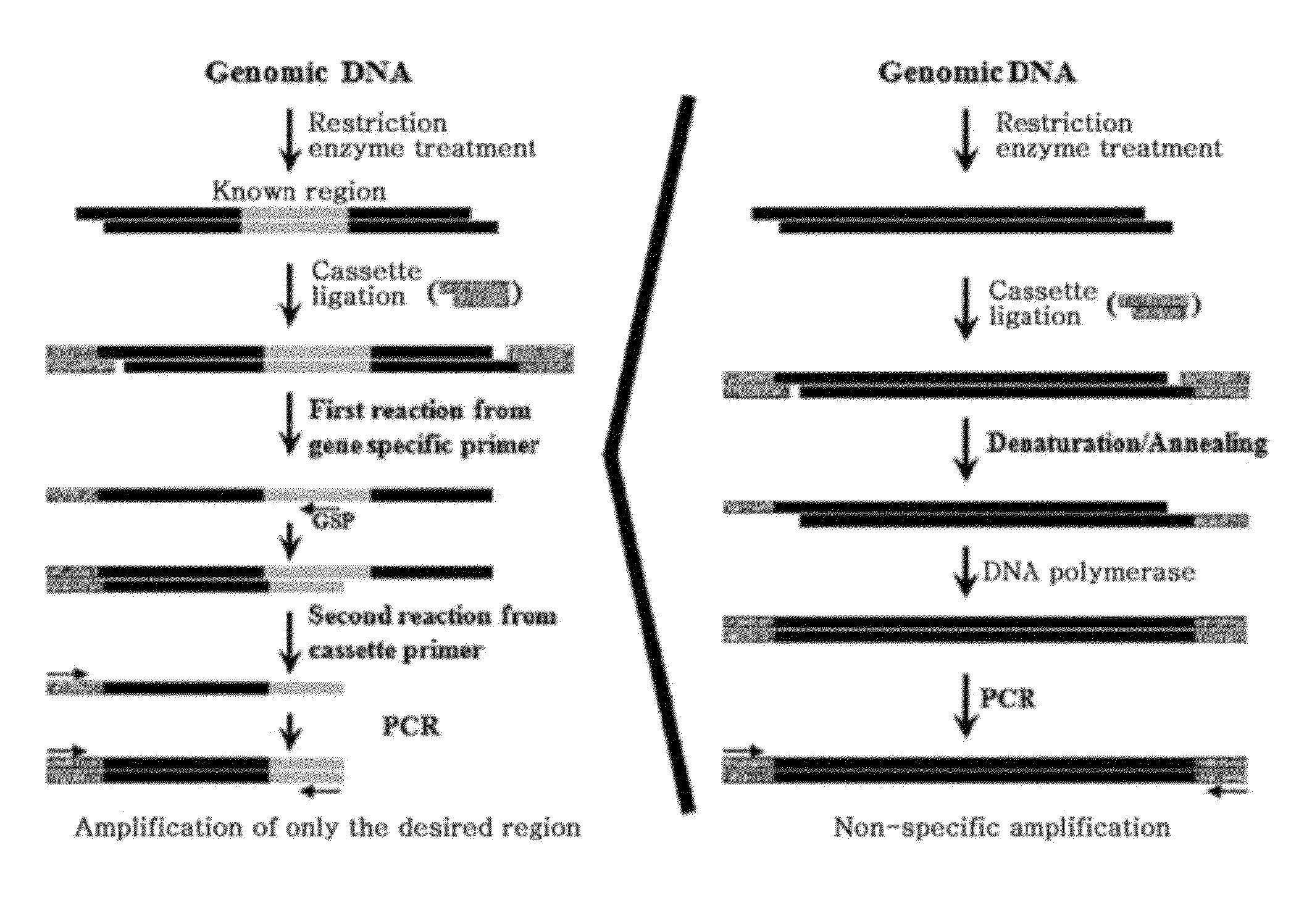 Novel genome walking method for cloning of unknown DNA sequences adjacent to known sequence