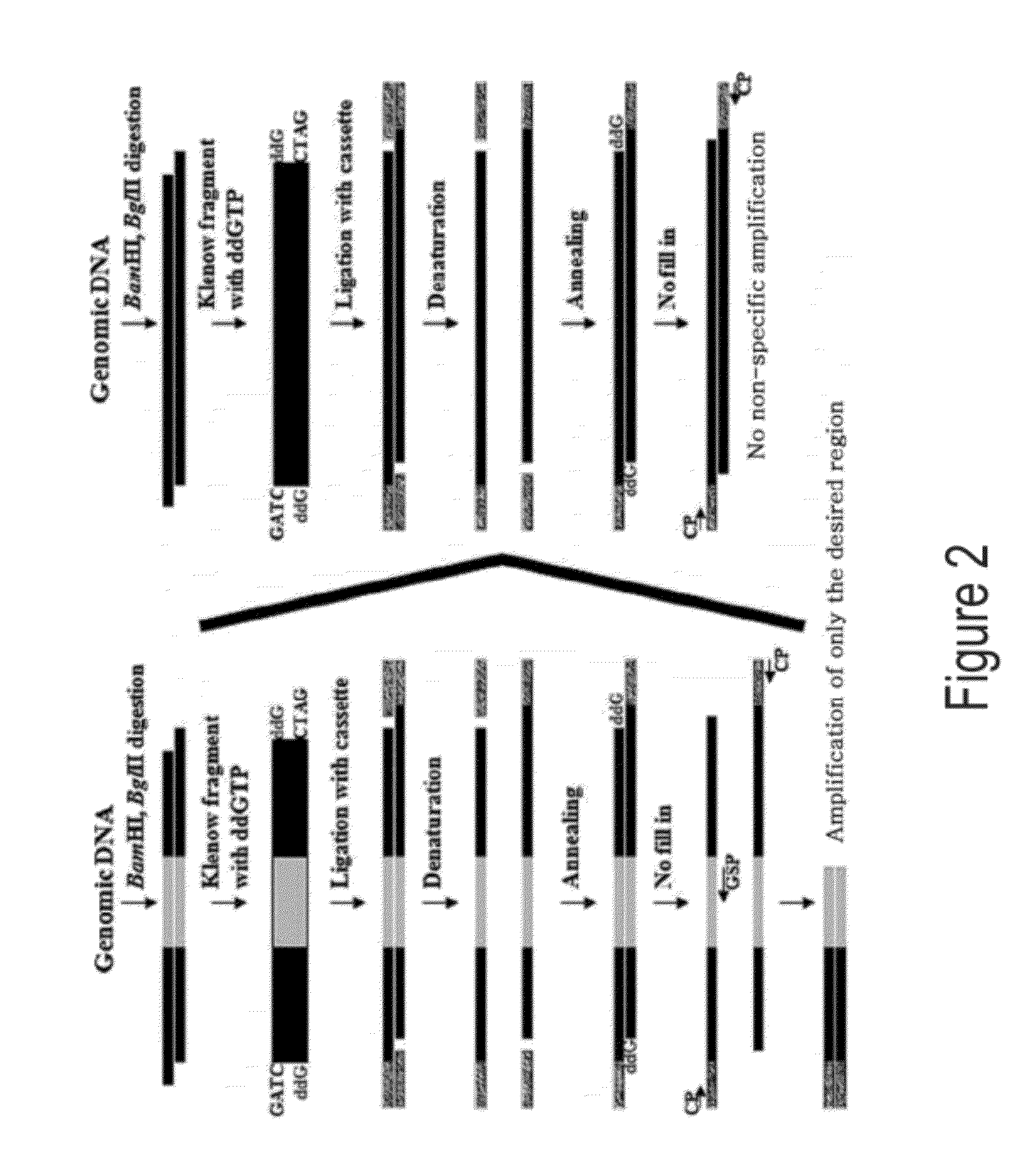 Novel genome walking method for cloning of unknown DNA sequences adjacent to known sequence