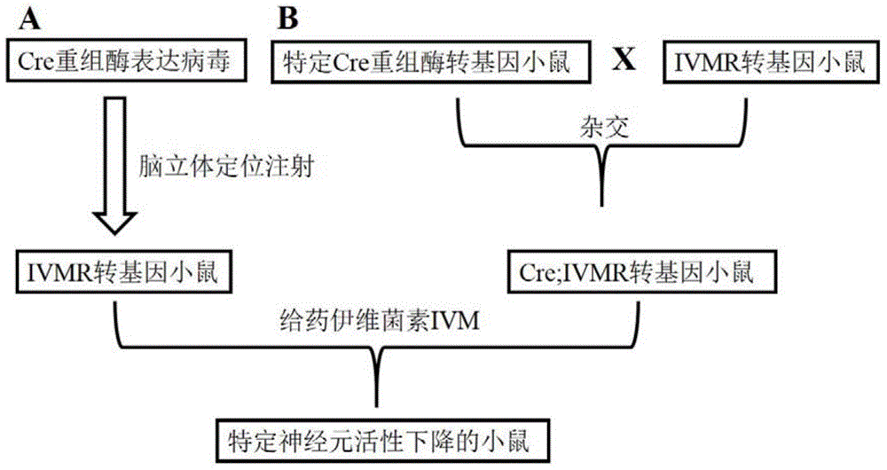 Construction method and application of conditional ivermectin receptor IVMR transgenic mouse model