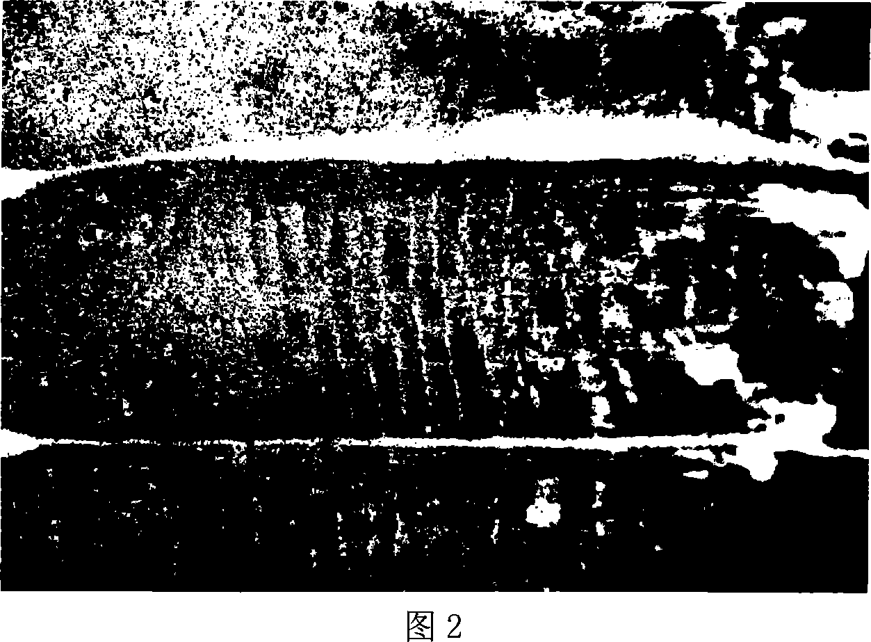 Section staining method for striped skeletal muscles