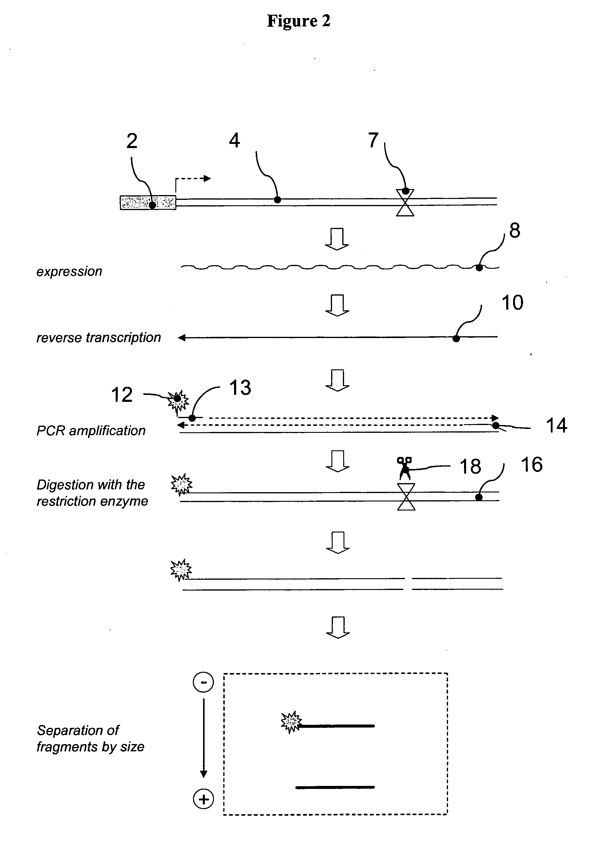 Populations of reporter sequences and methods of their use