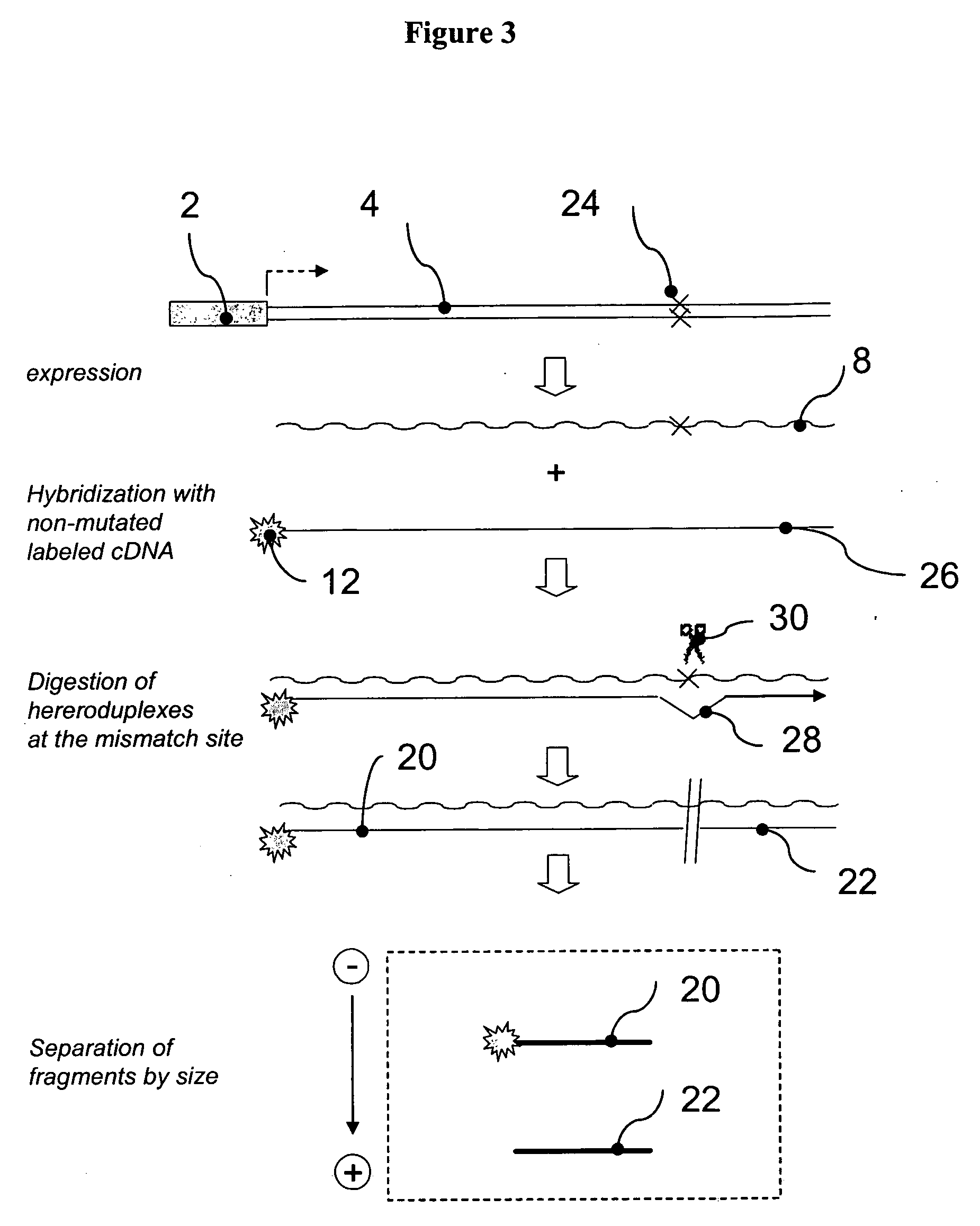 Populations of reporter sequences and methods of their use