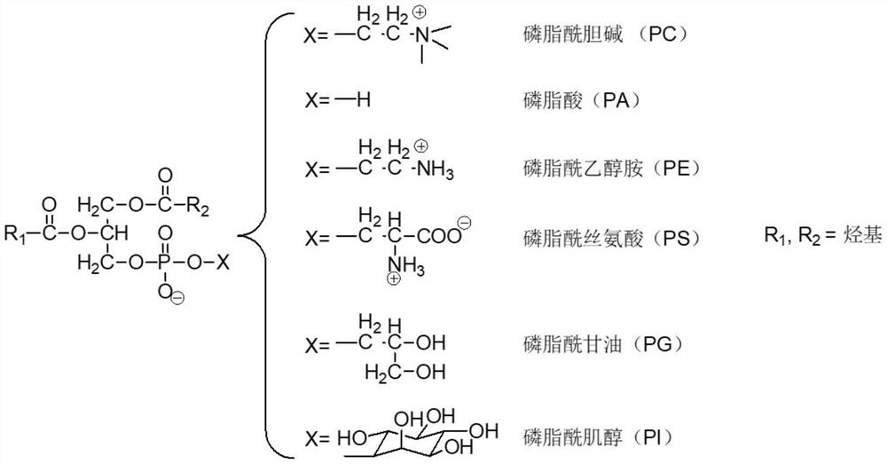 A kind of preparation method of phenylsulfonic acid group modified sba-15 composite material and its application in the synthesis structure phospholipid