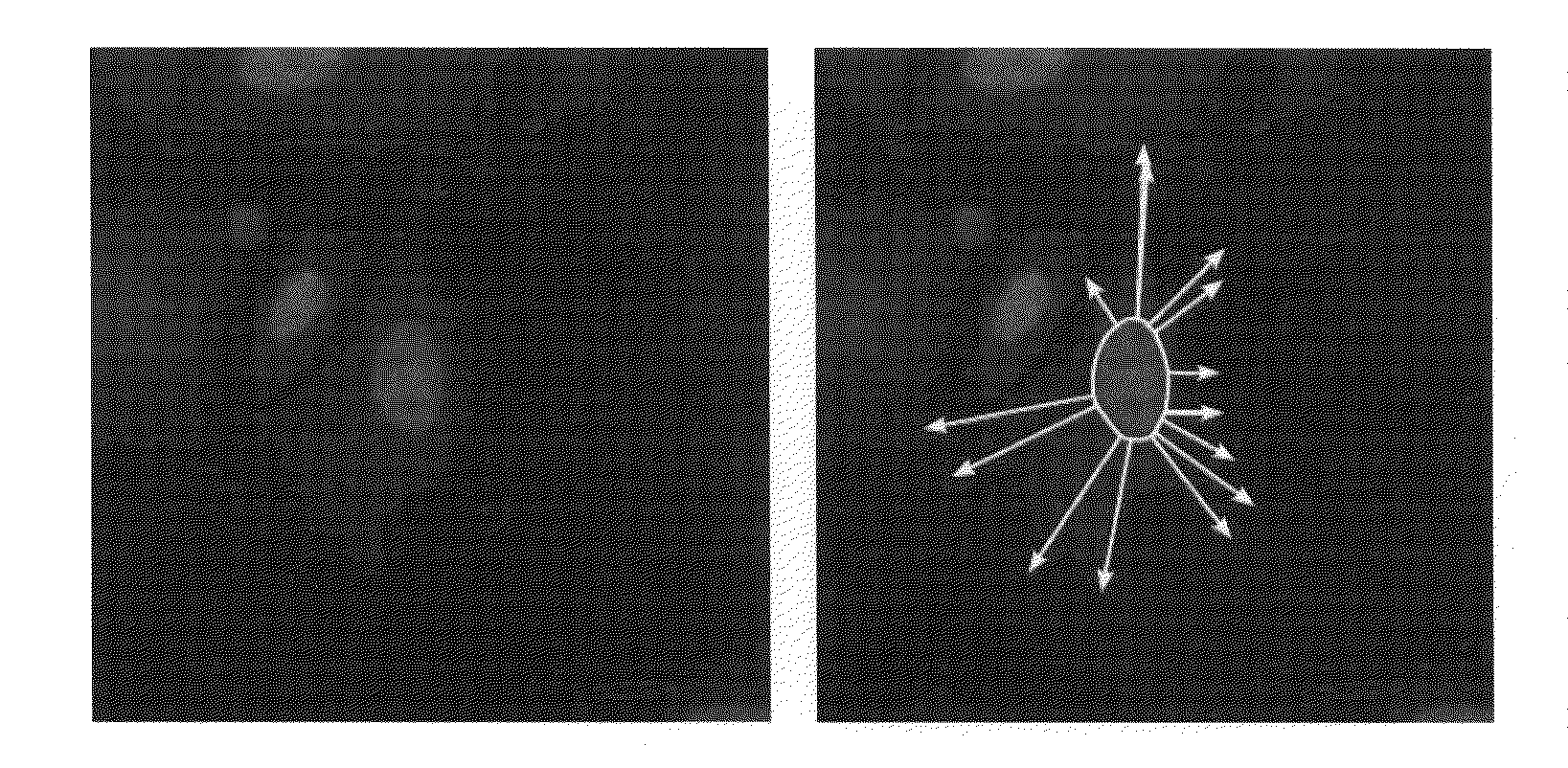 Method for Detecting Contours in Images of Biological Cells