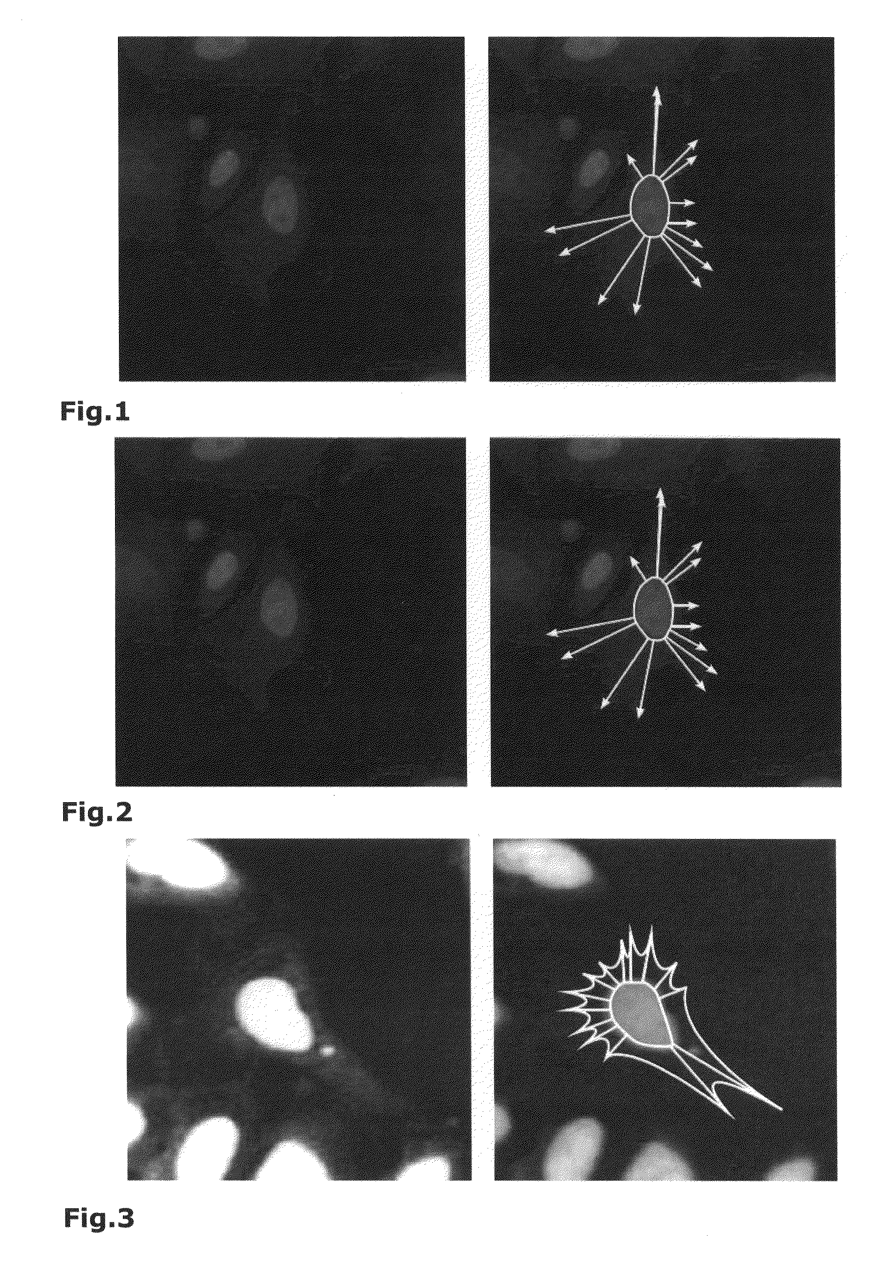 Method for Detecting Contours in Images of Biological Cells