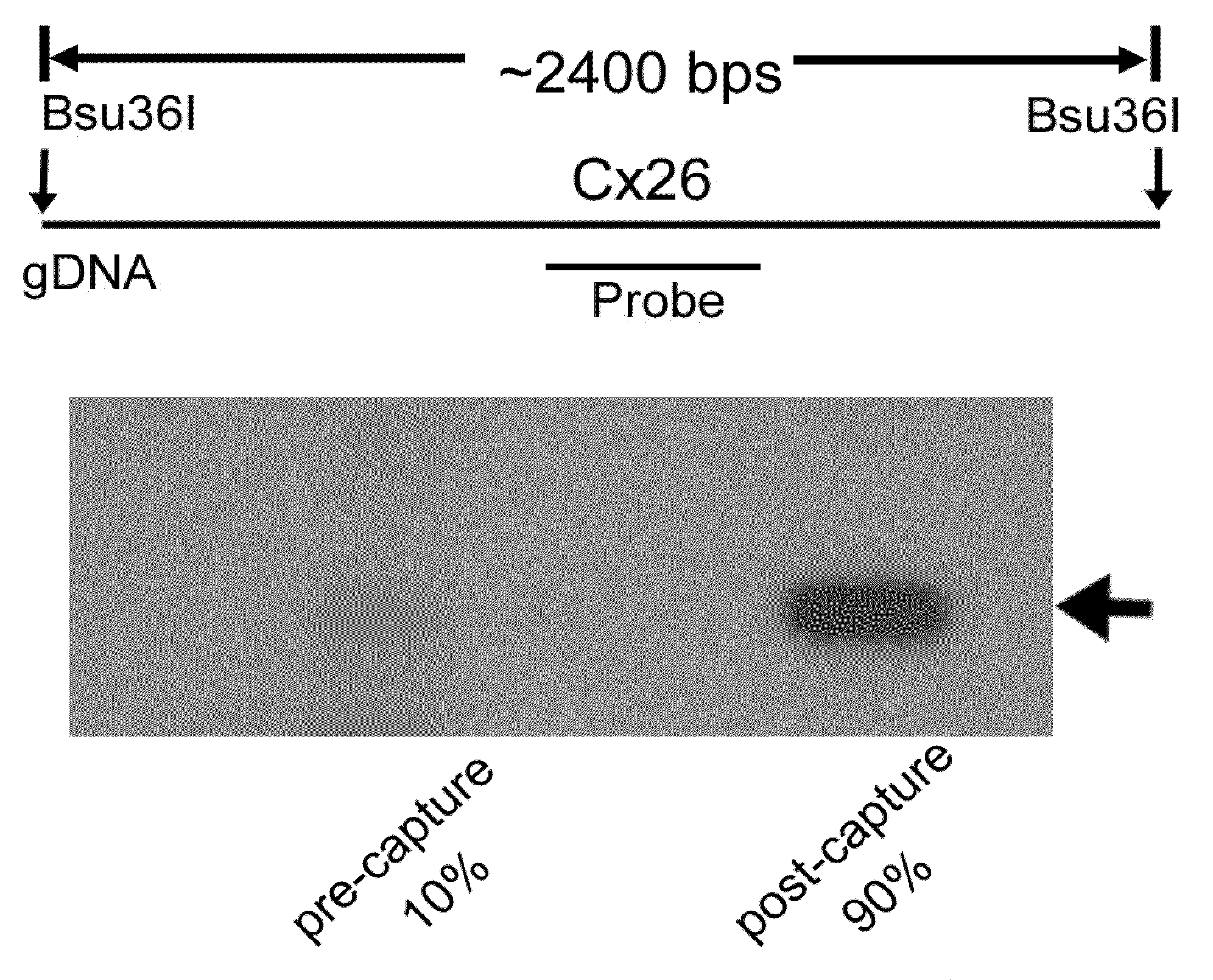 Methods for selectively capturing and amplifying exons or targeted genomic regions from biological samples