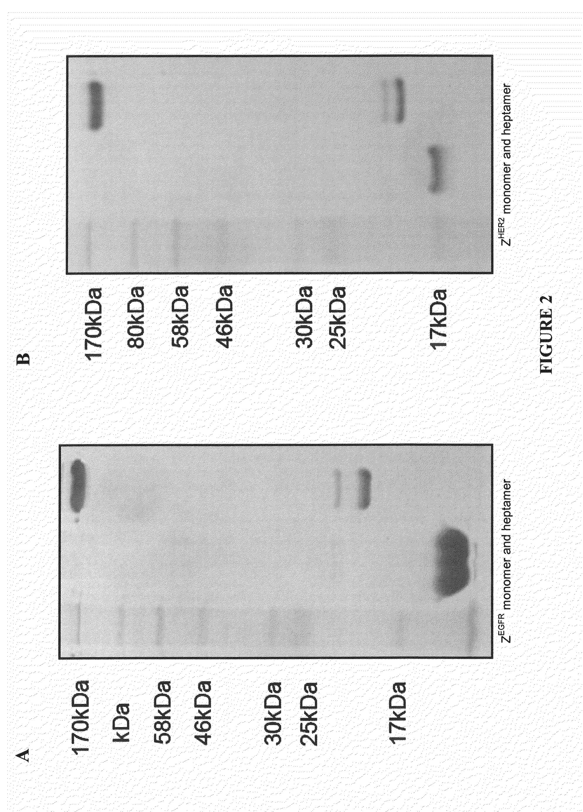Methods and Compositions for Heptameric Targeting Ligands