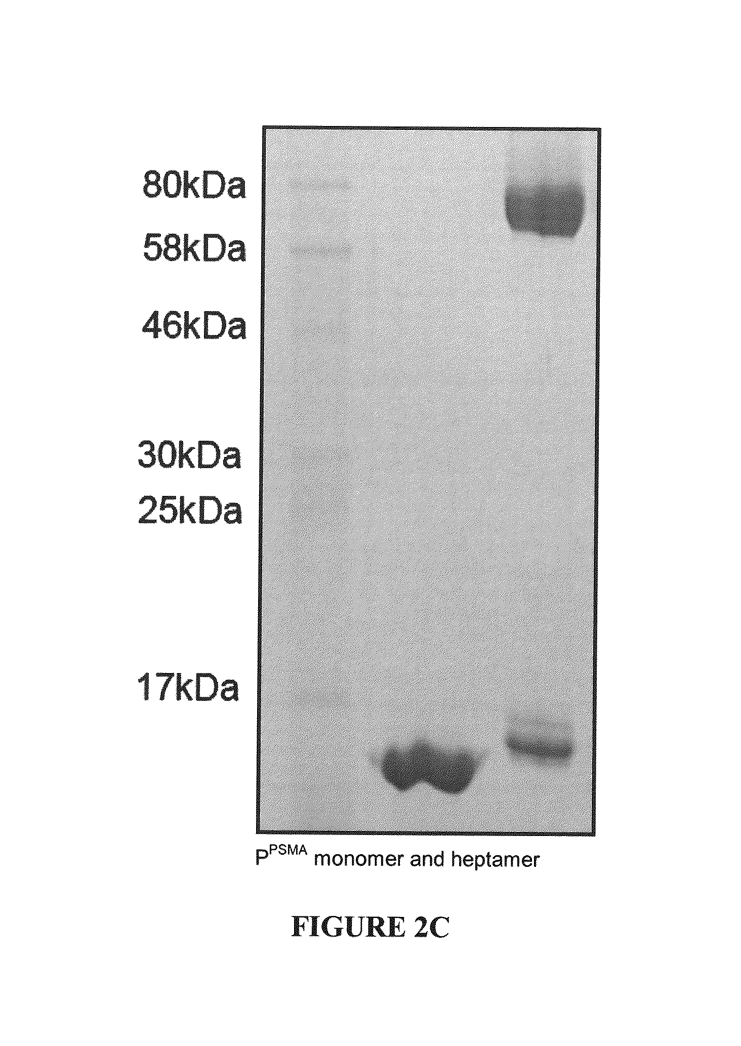 Methods and Compositions for Heptameric Targeting Ligands