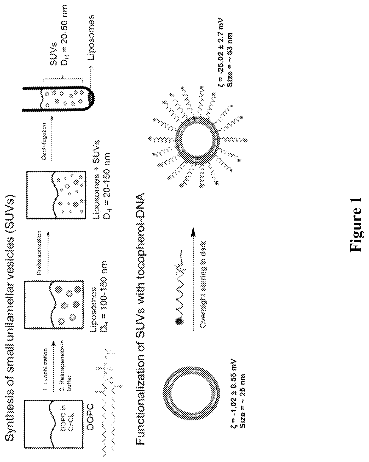 Liposomal particles, methods of making same and uses thereof