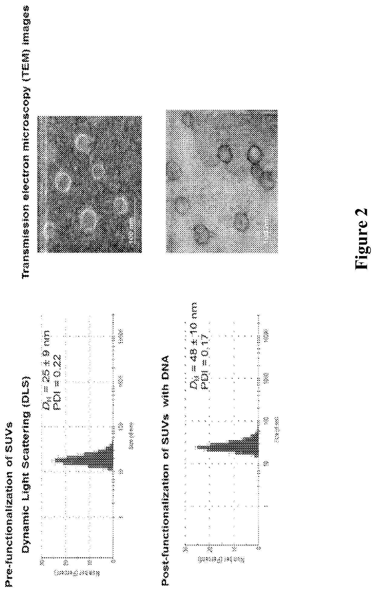 Liposomal particles, methods of making same and uses thereof