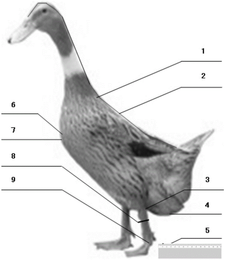 A method for measuring the body size of waterfowl by using pictures