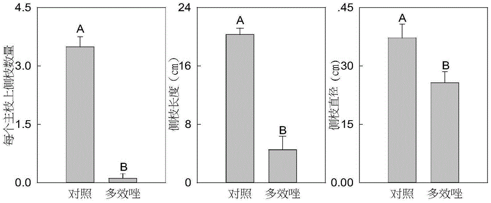 Method preventing development of Chinese herbaceous peony side branches