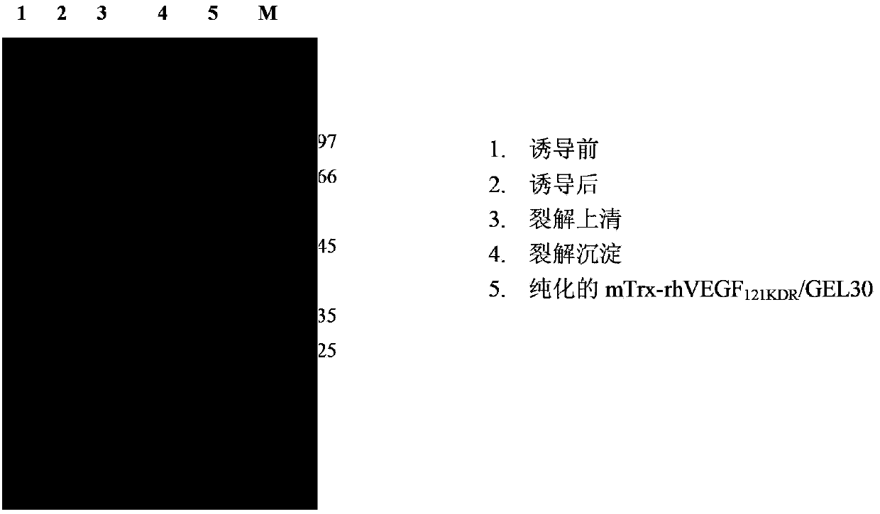 Fusion toxin with specificity of VEGFR2/KDR acceptor, and coding gene and application thereof