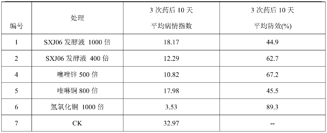 Application of deep sea actinomycete biological agent in preparation of drugs for preventing citrus ulcer diseases