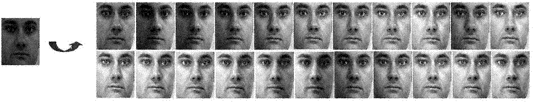 Various illumination face identification method based on small sample emulating and sparse expression