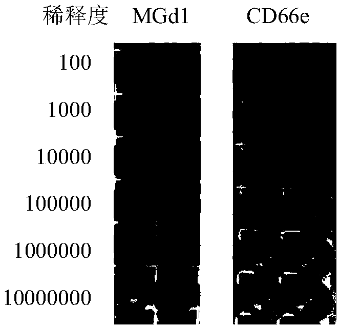Anti-MG7-Ag monoclonal antibody and application thereof
