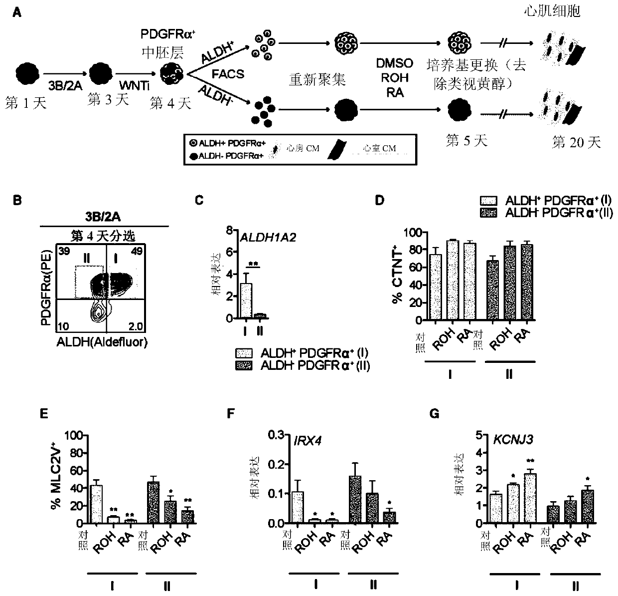 Generating atrial and ventricular cardiomyocyte lineages from human pluripotent stem cells