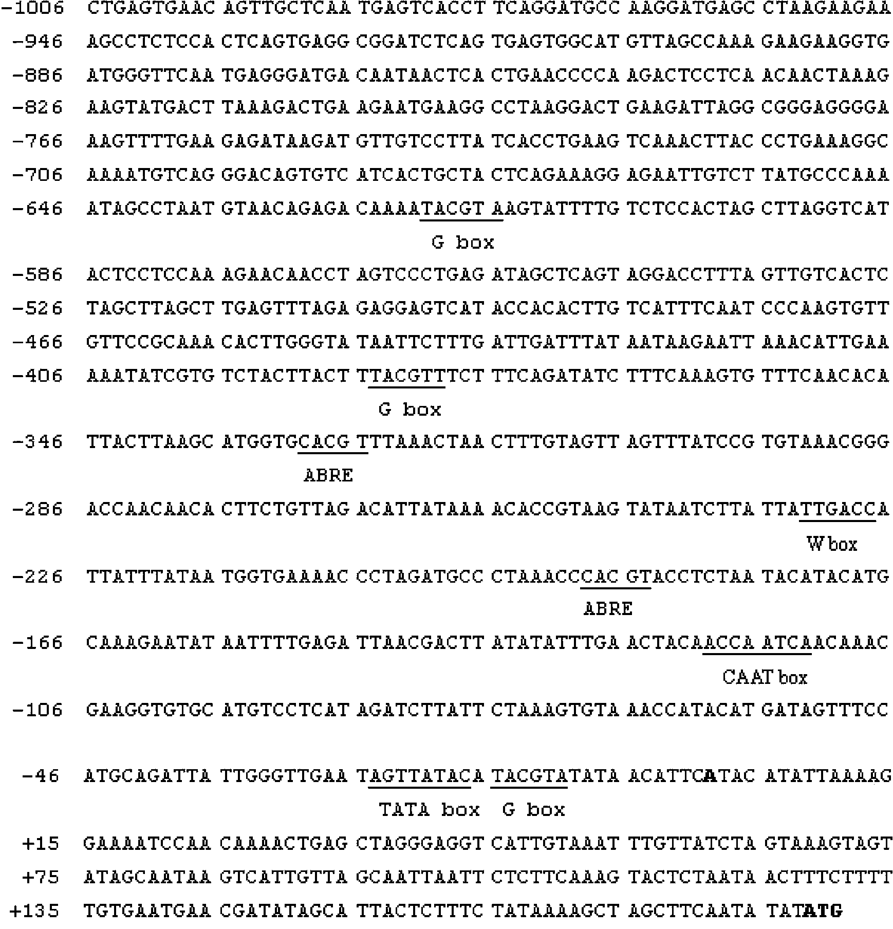 AaORA gene promoter and application thereof