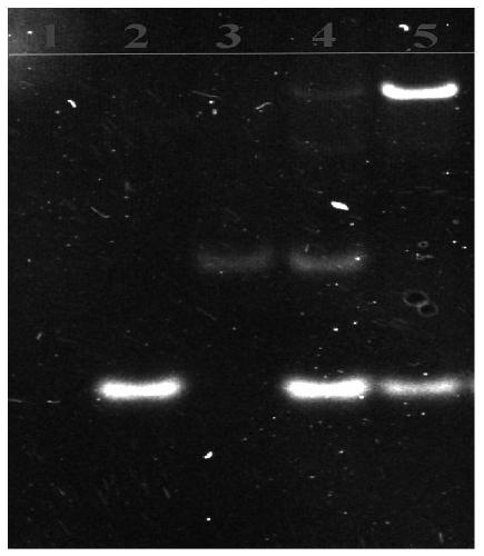 Modified electrodes, combined products and their electrochemiluminescent biosensors and applications