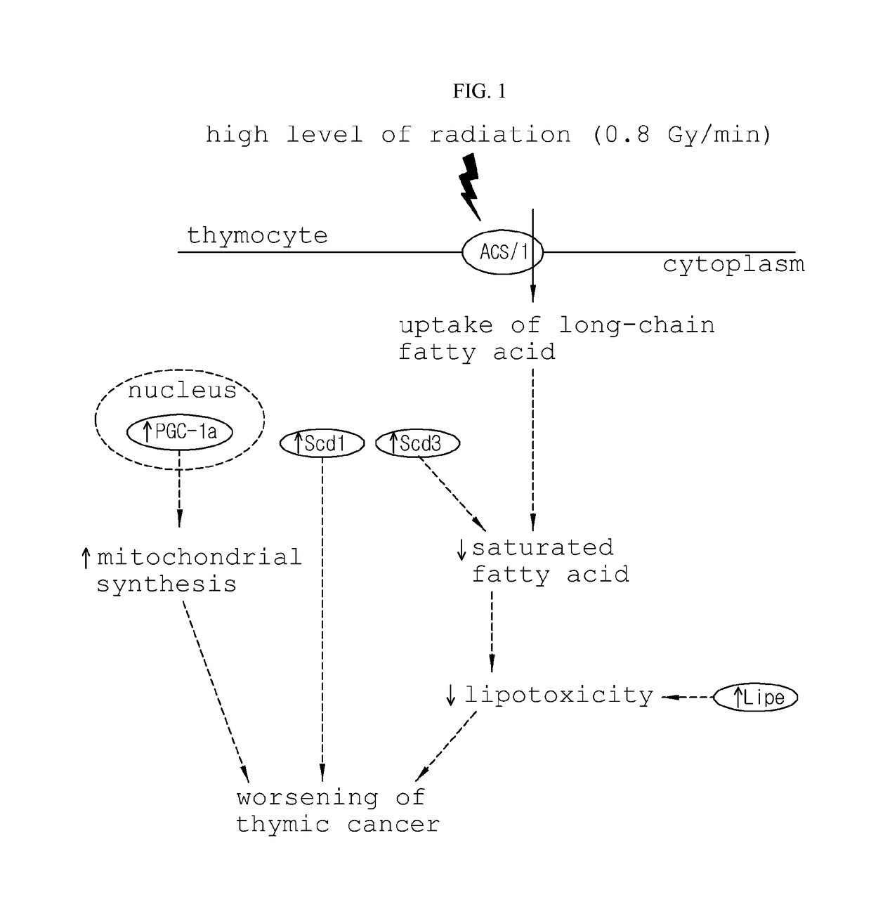 Method for detecting genes sensitive to high-level ionizing radiation, and gene detected by the method