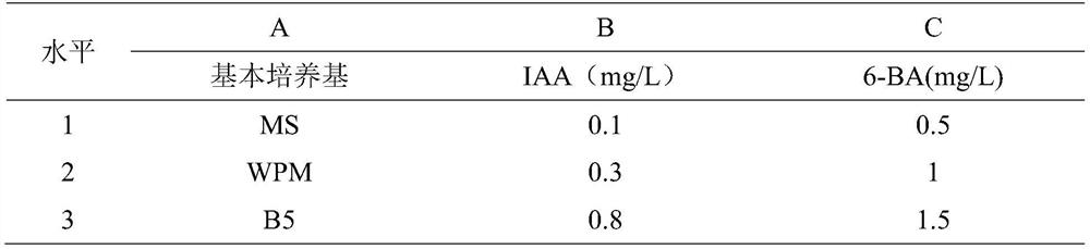 A kind of method for cork oak callus and adventitious bud induction