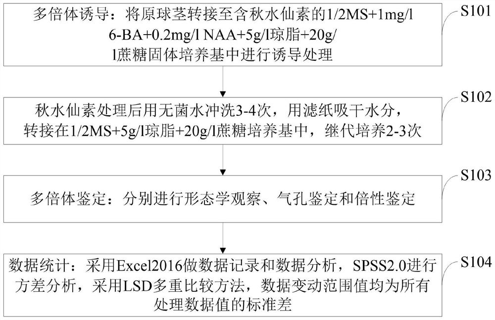 A method of colchicine-induced polyploidy in Phalaenopsis protocorm