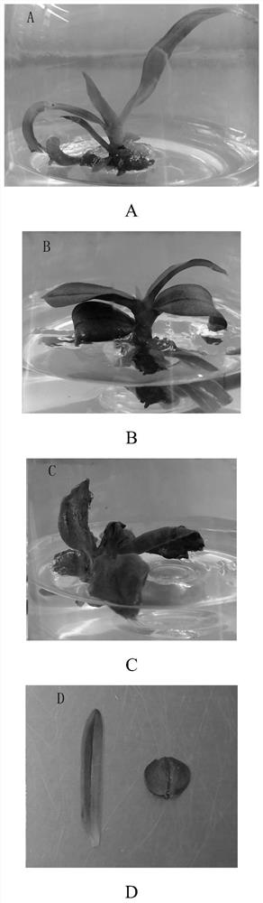 A method of colchicine-induced polyploidy in Phalaenopsis protocorm