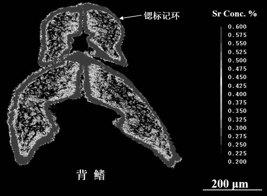 Non-lethal freshwater fish fin ray strontium marking method and detection method thereof