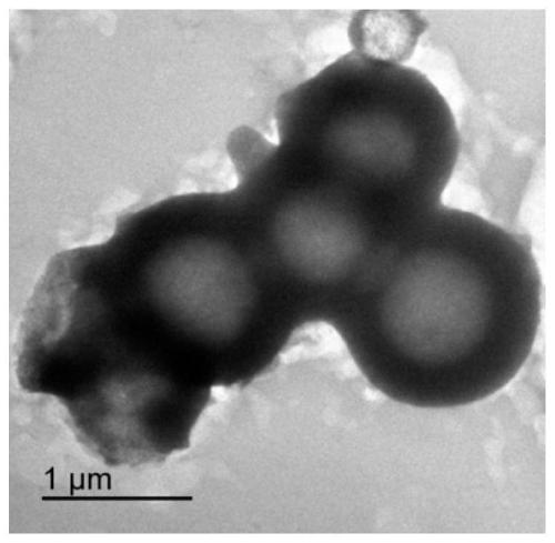 A kind of preparation method of hollow spherical titanium dioxide modified polyacrylate emulsion