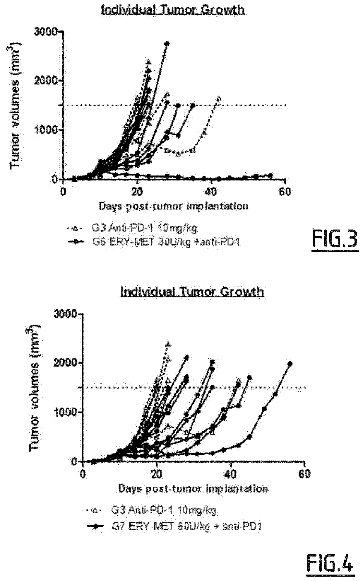 Synergistic combinations of methionine depletion agents and immune checkpoint modulators