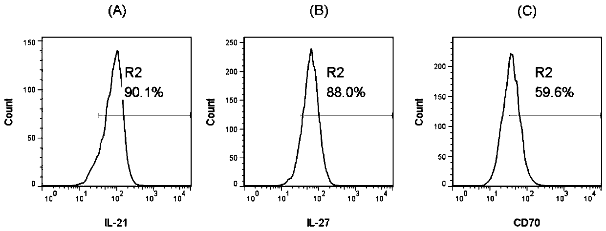 Method for efficiently amplifying NK cells in vitro