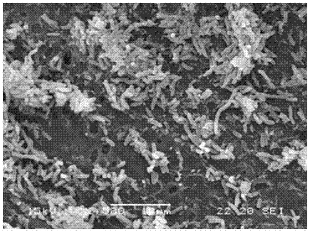 Bacteria-immobilized hollow fiber polysulfone film for degradation of high concentration tetrachlorphenoxide, and preparation method thereof
