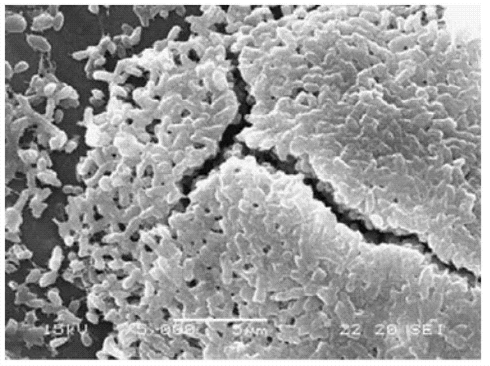 Bacteria-immobilized hollow fiber polysulfone film for degradation of high concentration tetrachlorphenoxide, and preparation method thereof